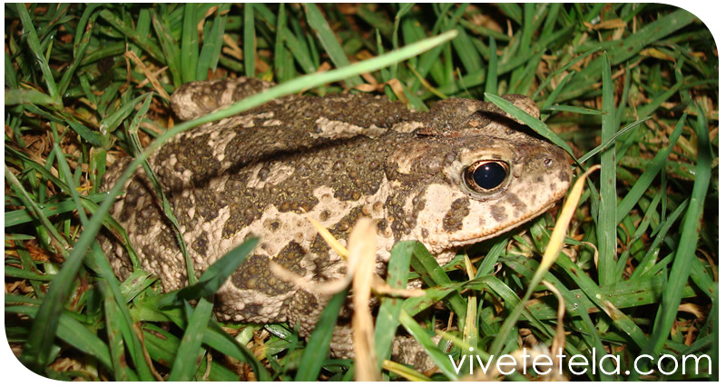 Tetela de Ocampo y su biodiversidad