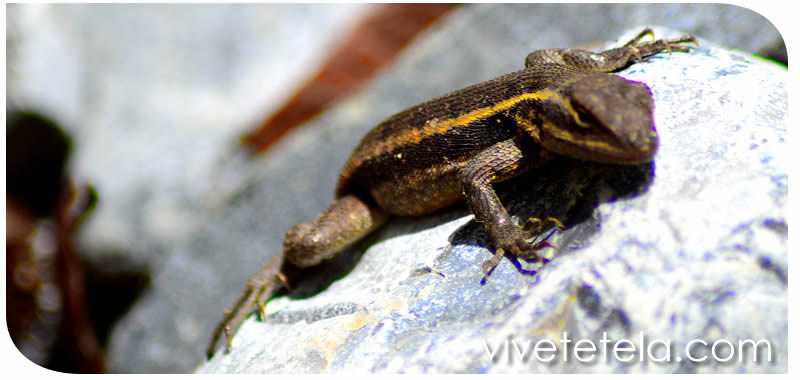 Tetela de Ocampo y su biodiversidad