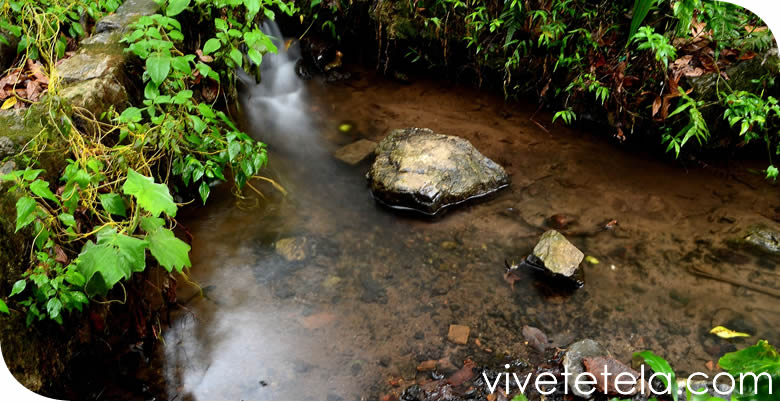 Tetela de Ocampo y su biodiversidad