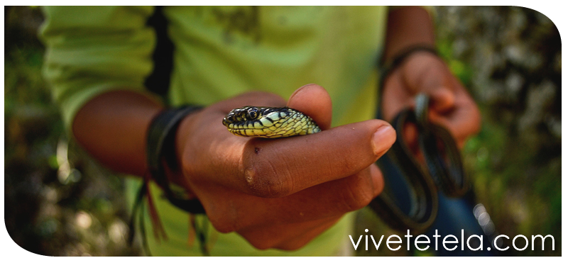 Tetela de Ocampo y su biodiversidad