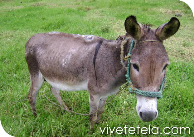 Tetela de Ocampo y su biodiversidad