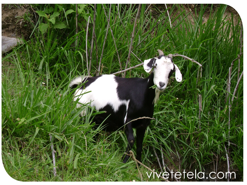 Tetela de Ocampo y su biodiversidad