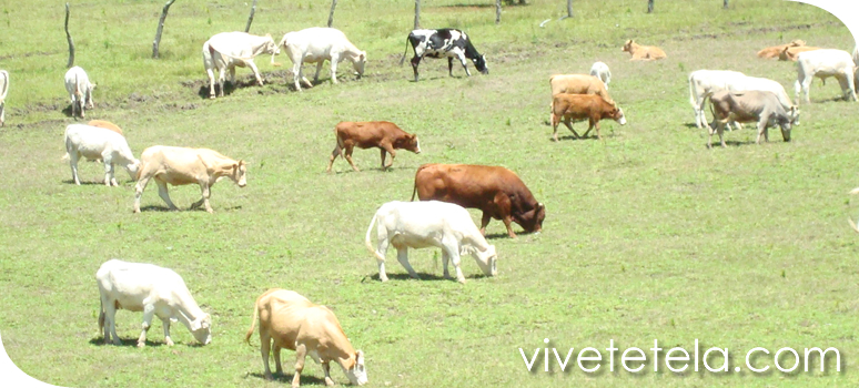 Tetela de Ocampo y su biodiversidad