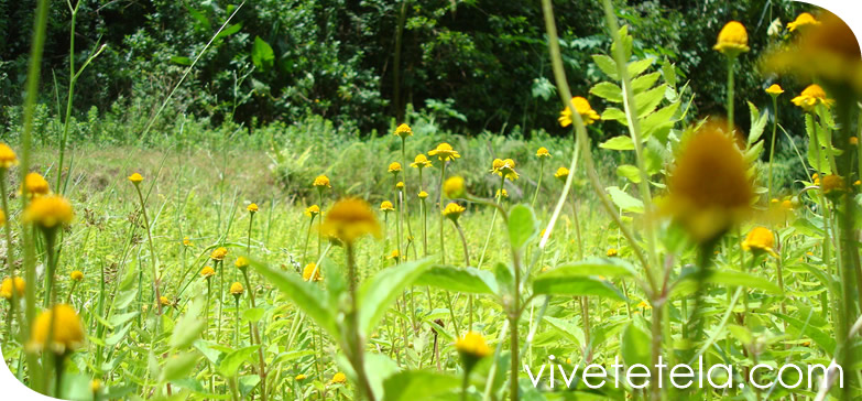 Tetela de Ocampo y su biodiversidad